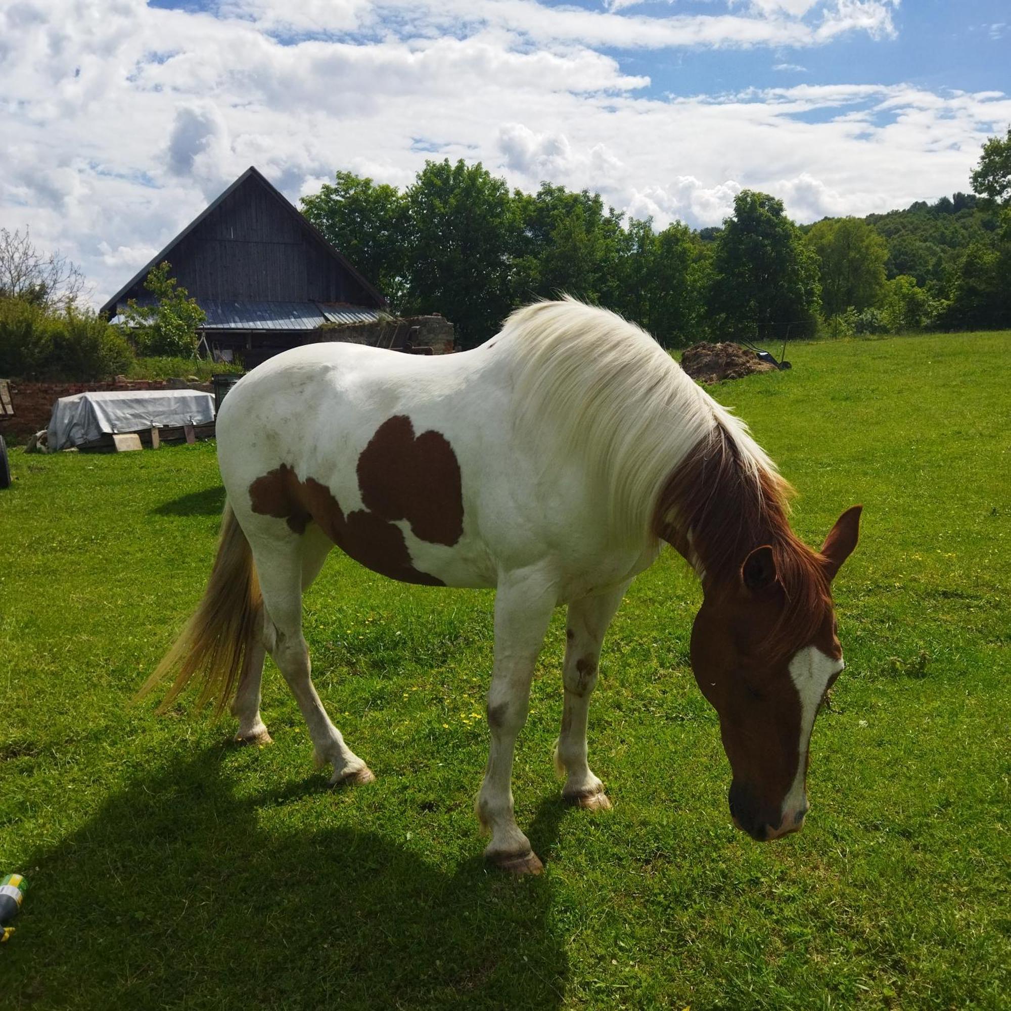 Ubytování Na statku Stara Cervena Voda Esterno foto